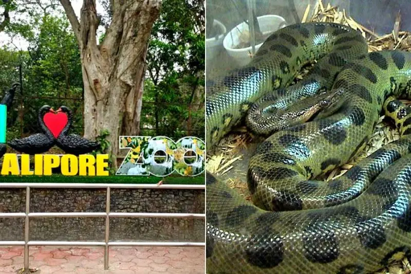 কেন্দ্রীয় জু অথরিটির ছাড়পত্রের অপেক্ষা, আলিপুরে আসছে সবুজ অ্যানাকোন্ডা